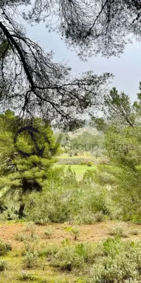 Exceptional Rustic Land with Building License near Santa Gertrudis